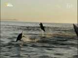 مستند آبزیان / زندگی دلفین ها