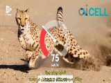 حیات وحش: سریع ترین حیوانات دنیا