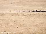 مستند حمله شیرهای وحشی به صدها بوفالو در حیات وحش افریقا