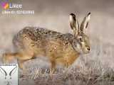 عکسی زیبا از خرگوش صحرایی بومی ایران