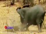 حیات وحش، حمله مرگبار یک فیل به بوفالو
