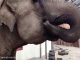 ببینید این فیل چجوری هندونه میخوره :: نوش جونت:)