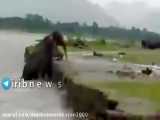تلاش فیل ها برای نجات گوساله