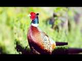 زیباترین و بهترین پرنده پرورشی ایران 