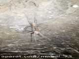 کلیپ زیبا از حرکات جالب دو عنکبوت مستند طبیعت حیات وحش حیوانات حشرات