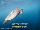 کارهایی برای نجات لاکپشت های دریایی