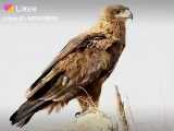 عکسی زیبا از عقاب دشتی یا خاکی عقاب بومی ایران