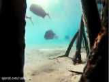 ویدیو مستند  میگوی مانتیس گورخری مرگبار ترین قاتل دریاهای سبز