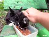 غذا دادن به بچه گربه های گرسنه