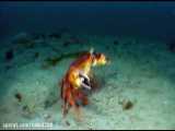 ویدیو مستند  شکار خرچنگ توسط اختاپوس