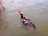 خروس شامو بر روی آب دریا شنا می کند!