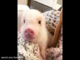 بامزه ترین حیوانات دنیا: بچه خوک بامزه  6