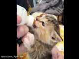 بامزه ترین حیوانات دنیا: بچه گربه شیرخوار  3