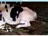 بیماری تب سه روزه در گاو bovine ephemeral fever