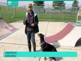 آموزش و تربیت سگ|تربیت سگ های خانگی (اجتماعی سازی محیطی سگ دوبرمن پینچر)