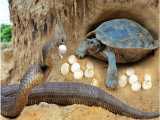 حمله مار پایتون به لاک پشت و حفاظت لاکپشت از تخم ها - نجات لاکپشت