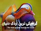 گرافیکی ترین اردک دنیا