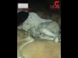 فیلم دردناک از سگ کشی با شلیک ماموران شهرداری اهواز /بی رحمی باورنکردنی
