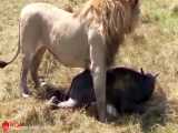 حیات وحش، حمله شیر به گوساله بوفالو و تلاش گله برای نجات