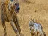 حمله شغال به کفتار، شکار حیوانات توسط کفتار، نبرد کفتار با سگهای وحشی