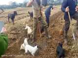 شکار موش توسط سگ در زمین کشاورزی