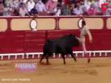 حمله وحشتناک گاو وحشی به یک گاوباز در مسابقه اسپانیا