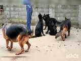 118work.ir پرورش سگ چوپان آلمانی مجموعه داگ کادوس