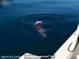 شناکردن شیر دریایی پس از نصف شدن توسط کوسه
