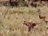 تعقیب و گریز ببر بنگال(Panthera tigris)در چمنزار های هند