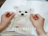 فروش سگ های جیبی عروسکی پاکوتاه اپارتمانی پشمالو خرید توله مینیاتوری فنجونی