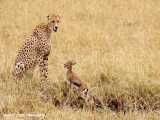 مستند حیات وحش | بازی چیتا با بچه غزال قبل از خوردنش