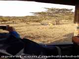 شکار شدن گور خر(zebra)توسط شیر