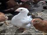 پرورش مرغ بومی - ازقبیل تهویه . درجه حرات . میزان دان خوری وآبخوری