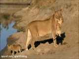 شکار شیرها و حیات وحش شیرها و پلنگها و بوفالوها و فیلها در حیات وحش افریقا