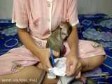 لباس پوشاندن به میمون کوچولو (نیتا)