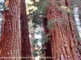 درخت سکویا بزرگترین جاندار زمین که به طول ۱۲۰متر میرسه