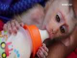 شیر خوردن بچه میمون