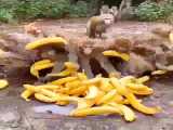 غذا خوردن میمون ها : موز