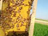 زنبور کردوان | فروشگاه آنلاین زنبور عسل