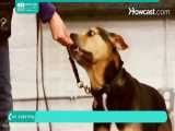 آموزش تربیت سگ | تربیت سگ خانگی | تربیت سگ ژرمن شپرد ( فرمان دراز کشیدن )