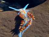 لیسه دریایی یکی از زیبا ترین خلقت های جهان