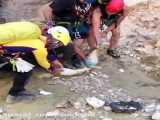 نجات شغال به دست کوهنوردان عزیز