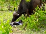 حمله بی رحمانه شیر به بوفالو تازه متولد شده