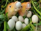 این تخم ها از دهان این ماهی بیرون می آید!!!