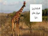 قد بلندترین حیوان های دنیا