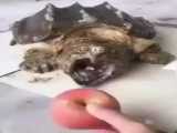 لاکپشت با فک فولادین