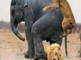شکار فیل توسط شیر جنگ فیل ها و شیرها نبرد شیر با فیل
