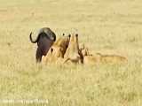 فیلم مستند شکارهای بوفالوها توسط شیرها در حیات وحش افریقا