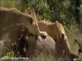 فیلم مستند شکارهای شیرهای افریقایی در حیات وحش افریقا