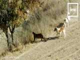 حمله سگهای گله به یک پلنگ در رازوجرگلان